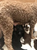 Goldendoodle, a male Goldendoodle for sale in Fontana, CA – 6 of 8