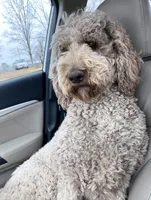 Goldendoodle, a male Goldendoodle for sale in Fontana, CA – 3 of 8