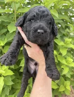 Goldendoddle F1B, a male Goldendoodle for sale in Fontana, CA – 1 of 9