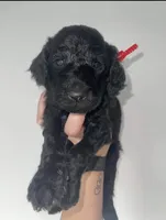 Goldendoddle F1B, a male Goldendoodle for sale in Fontana, CA – 2 of 9