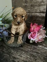 Goldendoodle, a male Goldendoodle for sale in Fontana, CA – 2 of 8