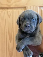 Star, a female Cane Corso for sale in West Columbia, SC – 1 of 1