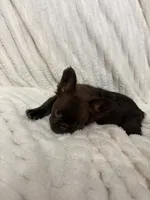 Bexar, a female French Bulldog for sale in San Antonio, TX – 2 of 2