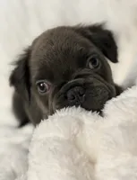 Bleu, a male French Bulldog for sale in San Antonio, TX – 2 of 2