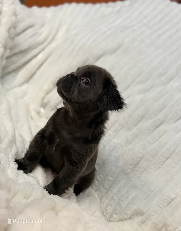 Bleu – French Bulldog puppy for sale in San Antonio, TX