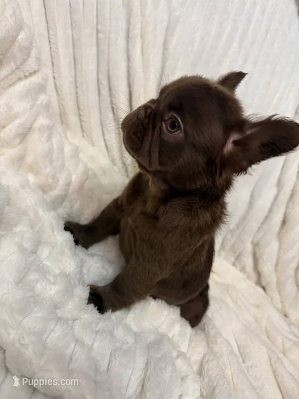 Bexar – French Bulldog puppy for sale in San Antonio, TX