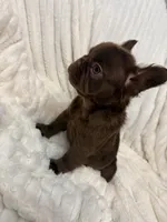 Bexar, a female French Bulldog for sale in San Antonio, TX – 1 of 2