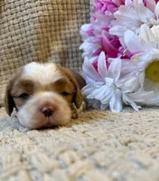 AKC- Blenheim Girl 3, a female Cavalier King Charles Spaniel for sale in Houston, MO – 2 of 10