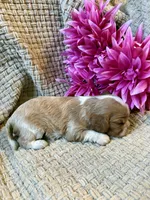 AKC- Blenheim Girl 2, a female Cavalier King Charles Spaniel for sale in Houston, MO – 8 of 10