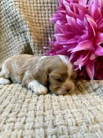AKC- Blenheim Girl 2, a female Cavalier King Charles Spaniel for sale in Houston, MO – 5 of 10