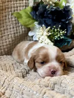 AKC- Blenheim Boy 1, a male Cavalier King Charles Spaniel for sale in Houston, MO – 3 of 9