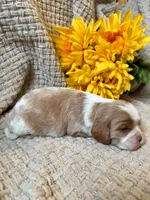 AKC- Blenheim Boy 2, a male Cavalier King Charles Spaniel for sale in Houston, MO – 6 of 10