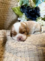 AKC- Blenheim Boy 1, a male Cavalier King Charles Spaniel for sale in Houston, MO – 4 of 9