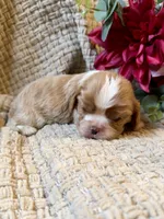 AKC- Blenheim Girl 1, a female Cavalier King Charles Spaniel for sale in Houston, MO – 7 of 10