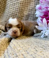 AKC- Blenheim Girl 3, a female Cavalier King Charles Spaniel for sale in Houston, MO – 4 of 10