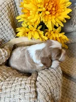 AKC- Blenheim Boy 2, a male Cavalier King Charles Spaniel for sale in Houston, MO – 3 of 10