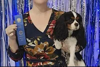 AKC- Blenheim Boy 2, a male Cavalier King Charles Spaniel for sale in Houston, MO – 9 of 10