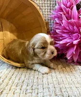 AKC- Blenheim Girl 2, a female Cavalier King Charles Spaniel for sale in Houston, MO – 4 of 10