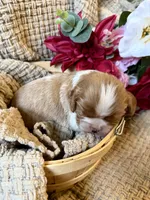 AKC- Blenheim Girl 1, a female Cavalier King Charles Spaniel for sale in Houston, MO – 2 of 10