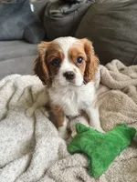 AKC- Blenheim Boy 2, a male Cavalier King Charles Spaniel for sale in Houston, MO – 2 of 10