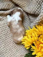 AKC- Blenheim Boy 2, a male Cavalier King Charles Spaniel for sale in Houston, MO – 7 of 10