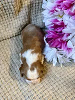 AKC- Blenheim Girl 3, a female Cavalier King Charles Spaniel for sale in Houston, MO – 5 of 10