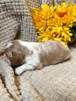 AKC- Blenheim Boy 2, a male Cavalier King Charles Spaniel for sale in Houston, MO – 5 of 10