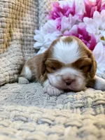 AKC- Blenheim Girl 3, a female Cavalier King Charles Spaniel for sale in Houston, MO – 7 of 10