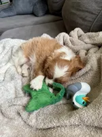 AKC- Blenheim Boy 2, a male Cavalier King Charles Spaniel for sale in Houston, MO – 3 of 10