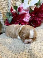 AKC- Blenheim Girl 1, a female Cavalier King Charles Spaniel for sale in Houston, MO – 4 of 10