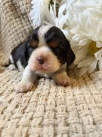 AKC- Tri Boy, a male Cavalier King Charles Spaniel for sale in Houston, MO – 3 of 10
