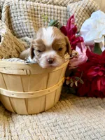 AKC- Blenheim Girl 1, a female Cavalier King Charles Spaniel for sale in Houston, MO – 3 of 10