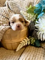 AKC- Blenheim Boy 1, a male Cavalier King Charles Spaniel for sale in Houston, MO – 2 of 9