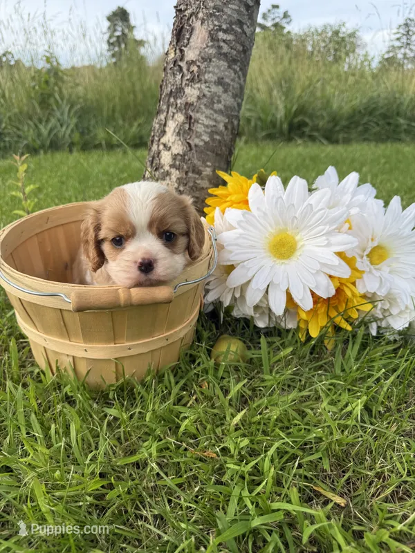 AKC- Blenheim Boy 1 – Cavalier King Charles Spaniel puppy for sale in Houston, MO