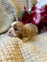 AKC- Blenheim Girl 1, a female Cavalier King Charles Spaniel for sale in Houston, MO – 6 of 10