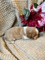 AKC- Blenheim Girl 1, a female Cavalier King Charles Spaniel for sale in Houston, MO – 8 of 10
