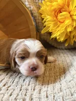 AKC- Blenheim Boy 2, a male Cavalier King Charles Spaniel for sale in Houston, MO – 8 of 10