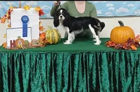 AKC- Blenheim Girl 3, a female Cavalier King Charles Spaniel for sale in Houston, MO – 10 of 10