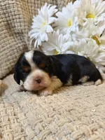 AKC- Tri Boy, a male Cavalier King Charles Spaniel for sale in Houston, MO – 2 of 10