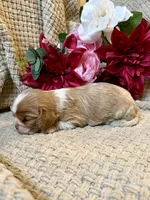 AKC- Blenheim Girl 1, a female Cavalier King Charles Spaniel for sale in Houston, MO – 5 of 10