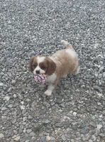 AKC- Blenheim Boy 2, a male Cavalier King Charles Spaniel for sale in Houston, MO – 8 of 10