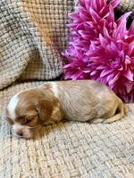 AKC- Blenheim Girl 2, a female Cavalier King Charles Spaniel for sale in Houston, MO – 7 of 10