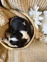 AKC- Tri Boy, a male Cavalier King Charles Spaniel for sale in Houston, MO – 5 of 10