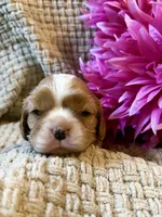 AKC- Blenheim Girl 2, a female Cavalier King Charles Spaniel for sale in Houston, MO – 6 of 10