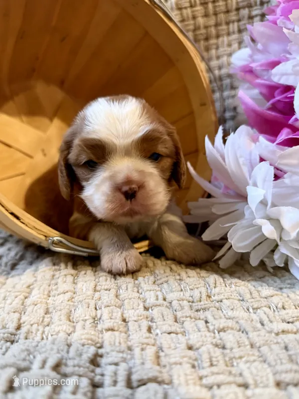 AKC- Blenheim Girl 3 – Cavalier King Charles Spaniel puppy for sale in Houston, MO