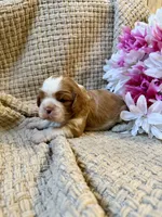 AKC- Blenheim Girl 3, a female Cavalier King Charles Spaniel for sale in Houston, MO – 8 of 10