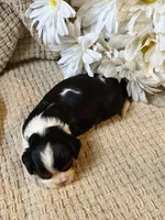 AKC- Tri Boy, a male Cavalier King Charles Spaniel for sale in Houston, MO – 8 of 10