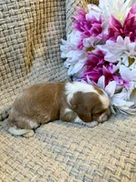 AKC- Blenheim Girl 3, a female Cavalier King Charles Spaniel for sale in Houston, MO – 6 of 10