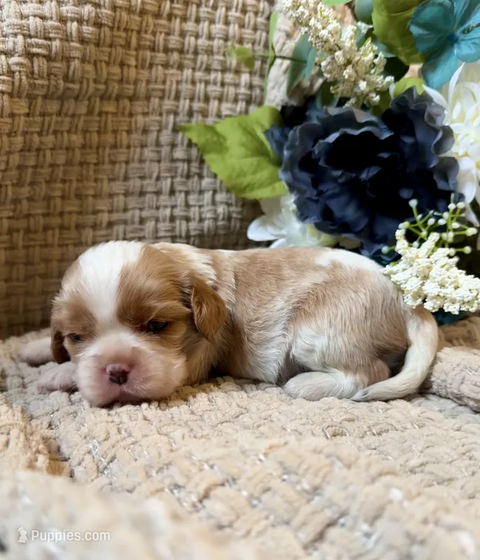 AKC- Blenheim Boy 1 – Cavalier King Charles Spaniel puppy for sale in Houston, MO
