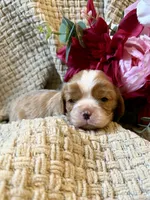 AKC- Blenheim Girl 1, a female Cavalier King Charles Spaniel for sale in Houston, MO – 1 of 10